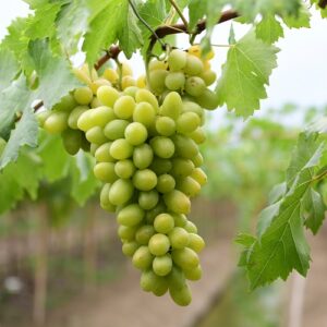 Wineries